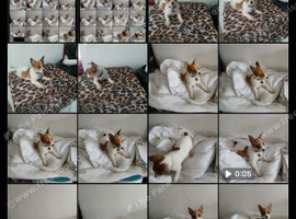 Small mini jack russell