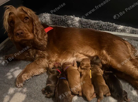 Beautiful Cocker Spaniel Puppies &ndash; Loving Family Companions
