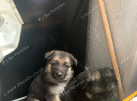 Straight Backed German Shepherd Puppies