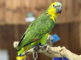 Amazon talking parrot