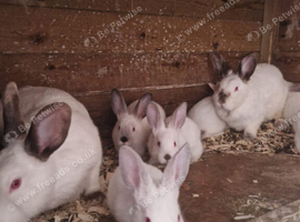 Rabbits for sale