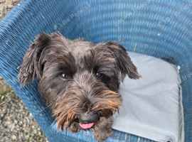 Black schnauzer