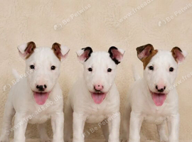 Beautiful English Bull Terrier Puppies Available