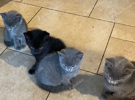 Lovely Playful Kittens Ready Now