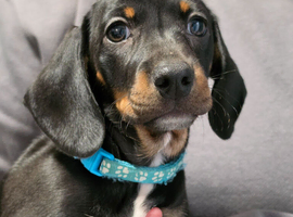 6 Beautiful Dachshunds pups