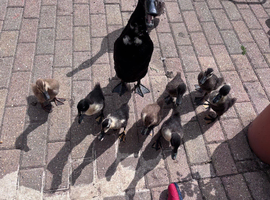 Runner Ducklings for Sale