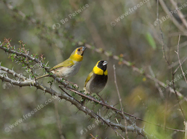 Cuban Finch - Bonded Pair