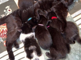 Kittens nearly 10 weeks old ready now