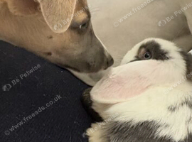 Baby mini lop