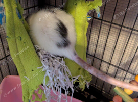 4 rats Inc home