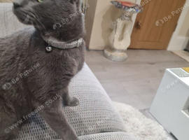 Having to rehome my 2 cats