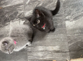 Black female kitten for sale.