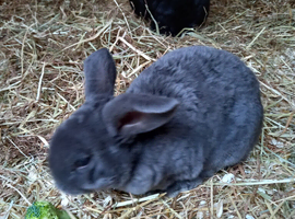 Mini plush lops