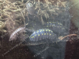 Giant Neon Yellow Isopod, (Armadillidium gestroi) x10 mixed size