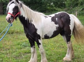13hh mare