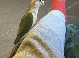Green cheek conure