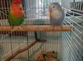 Pair of love birds