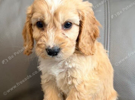 Beautiful cockapoo puppys