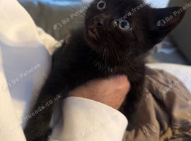 Beautiful black kitten