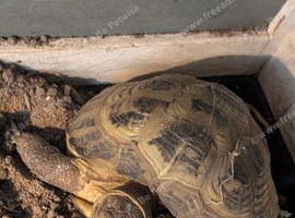 Horsefeild tortoise