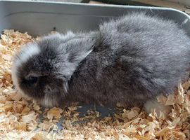 Baby lionhead bunnies