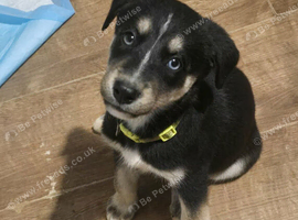 Huskador puppies
