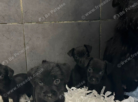 READY NOW!!! Adorable Patterdale terrier puppies