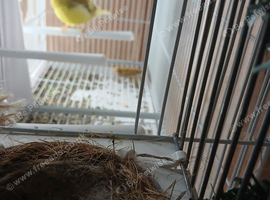 GOLDFINCH COCK AND CANARY HEN