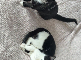 I have one kitten and one cat for sale both girls
