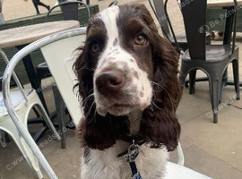 Show cocker for rehome