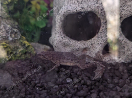 3 African dwarf frogs
