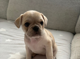 Frug puppies