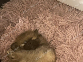 Two puppy&rsquo;s for sale