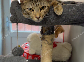 1 yr old female cat