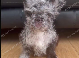 FLUFFY FRENCH BULLDOG