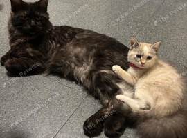 6.5kg 9 month male maincoon