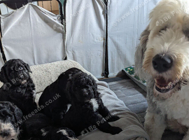 2 x F1 sheepadoodles looking for their family