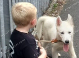 Happy husky female pup. Had second injection
