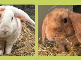 Mini Plush Lops. Hypoallergenic fur.