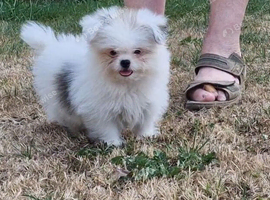 Pomeranian x shitzu. Boy. Fully vacinated. Ready to go