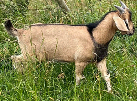 Intact male goat kid