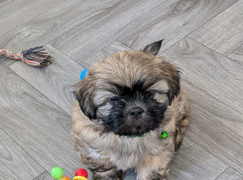 Beautiful lhaso apso cross shih tzu puppies looking for their forever home
