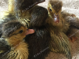 6 Gorgeous Muscovy Ducklings born on the 4th of July