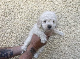 Hungarian puli cross miniature poodle
