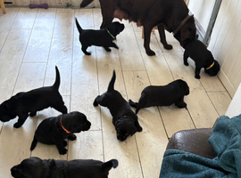 Chunky black labrador puppies for sale