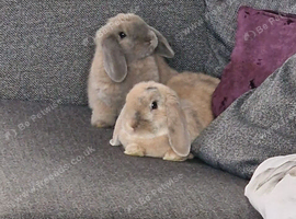 Male neutered mini lops