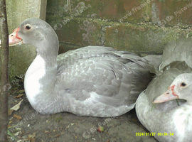 5 Pairs Muscovy Ducks