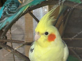 Birds for sale