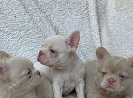 Exceptional KC Registered French Bulldog Puppies