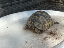 Hermanns tortoise